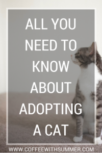 All You Need To Know About Adopting A Cat | Coffee With Summer